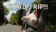 a pig sticking its head out of a car window with the words `` road trip '' written above it .