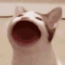 Jeongin Jeongin Pop GIF - Jeongin Jeongin Pop Jeongin Cat GIFs
