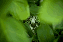 Greencat GIF - Greencat GIFs
