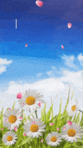 a bunch of daisies in a field with petals falling