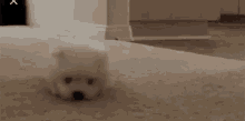 Sneaky Pup GIF - Sneaky Pup Cute GIFs