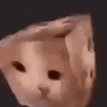 Catcube Cupe GIF - Catcube Cat Cupe GIFs