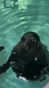 a seal is swimming in a pool and looking up at the camera