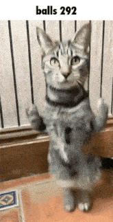 a cat standing on its hind legs with balls 292 written on the bottom