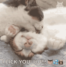Cleaning Cat GIF - Cleaning Cat Licking GIFs