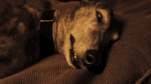 Dreaming? GIF - Dog Sleep Dreams GIFs