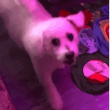 a small white dog is standing in front of a pile of clothes