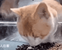 Ginger Cat Cat Eating Food GIF