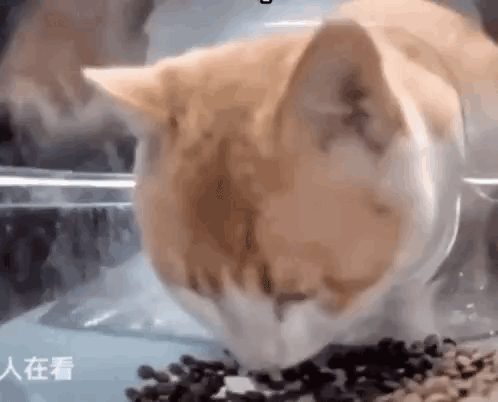 Ginger Cat Cat Eating Food GIF Ginger cat Cat eating food Cat food Discover Share GIFs