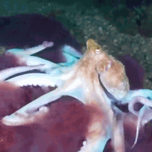 This Reef Is Mine Octonation GIF - This Reef Is Mine Octonation Caribbean Reef Octopus GIFs