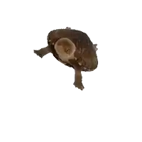 a small brown turtle is standing on a stick with its head up