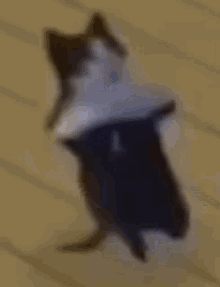 GIF
