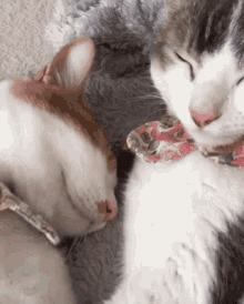 GIF