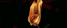 Fire Burn GIF - Fire Burn Rose GIFs
