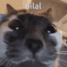 Bilal Emi GIF - Bilal Emi GIFs