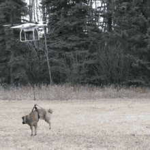 Dog Drone Fly GIF - Dog Drone Fly GIFs
