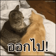 แมวโมโก โกรธ ออกไป GIF - Angry Cat Go Away Annoyed GIFs