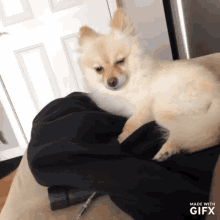 Shady Sleepy GIF - Shady Sleepy Puppy GIFs