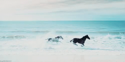 horses-running-black-horse.gif