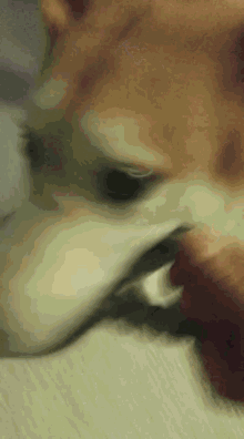 Ila Dog Husky Tug Of War Play Dog GIF - Ila Dog Husky Tug Of War Play Dog Pet GIFs