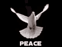 Peace Dove GIF - Peace Dove Bird GIFs