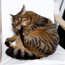 Cat Lick Feet GIF - Cat Lick Feet Chill GIFs