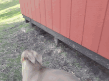 Blue Shed GIF - Blue Shed Hide GIFs