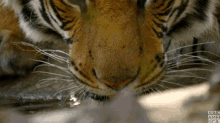 thirsty lick licking sips tea tiger