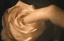 Fuck Me Now Rose GIF - Fuck Me Now Rose Tickle GIFs