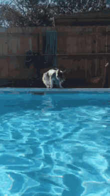 Corgi Swim GIF - Corgi Swim Pool GIFs