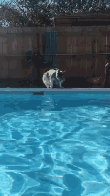 Feline Swimming Pools Sticker - Discover & Share GIFs - Tenor