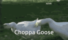 choppa go goose chase fall peck
