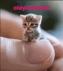 a tiny kitten is sitting on a person 's finger .