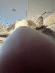 Cat Sniff GIF - Cat Sniff Triste GIFs