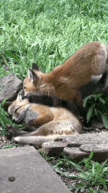 Fox Love GIF