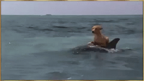 Dog Dolphin GIF - Dog Dolphin Saved GIFs