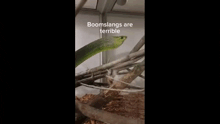 a video of a lizard in a cage with the words boomslangs are terrible