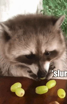 a raccoon eating grapes on a table with a caption that says " slurp "