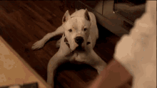 Dog GIF - Dog Dog Treat Ray Donovan GIFs
