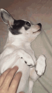 Tickle Tummy Rub GIF - Tickle Tummy Rub Dog Massage GIFs