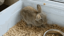 Animals Rabbit GIF - Animals Rabbit Cute GIFs