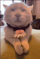 Shironeko Cat Holding A Flower Shironeko GIF - Shironeko Cat Holding A Flower Shironeko Sleepy Cat Holding A Flower GIFs