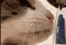 Booli Time Catsby Cat GIF - Booli Time Catsby Cat GIFs
