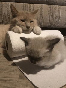 two cats laying on a roll of toilet paper