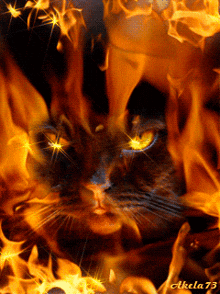 Balck Cat Fire GIF - Balck Cat Fire Intense GIFs