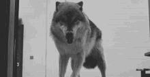 wolf angry mad growl