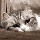 a gray and white cat laying down with its head on its paws