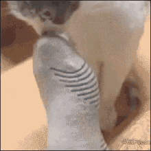 Feet Cat GIF - Feet Cat Smell GIFs