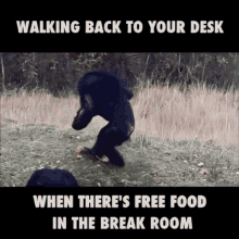 walking back to your desk when theres free food in the break room funny animals