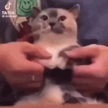 Cute Cat Dancing GIF - Cute Cat Dancing GIFs